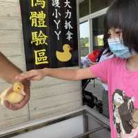 甲鳥園 親近可愛鴨鴨 乾淨 輕鬆的 養鴨農場