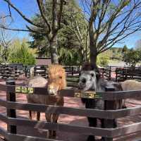 親子旅遊必到景點 - 九州自然動物園