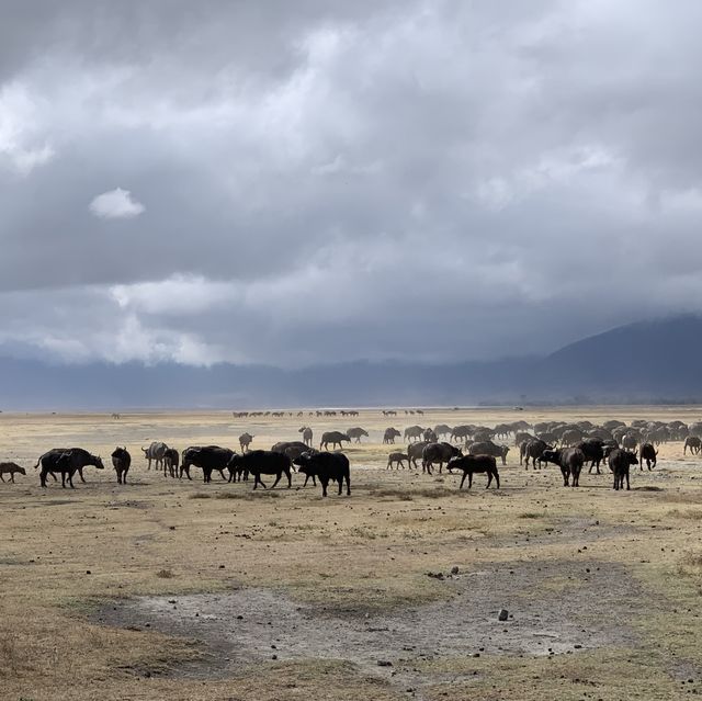 Safari Day at Serengeti