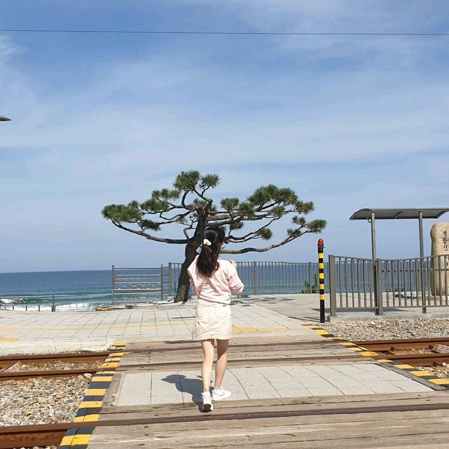 해변열차가 타고싶을 땐? <정동진 해변열차>