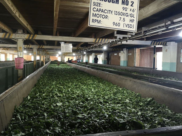 Geragama Tea Factory