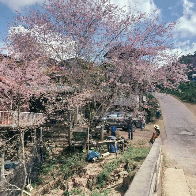 บ้านร่องกล้า หมู่บ้านเล็กๆที่ให้ฟิลญี่ปุ่น 