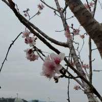馬鞍山 - 富士櫻🌸