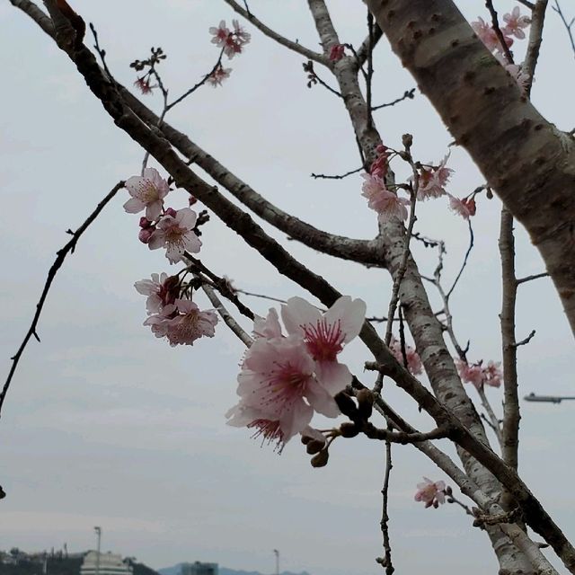 馬鞍山 - 富士櫻🌸