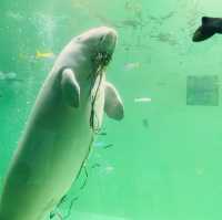 飼育種類数 日本一！鳥羽水族館