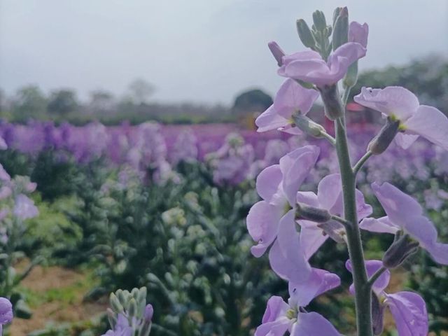 廣洲櫻花樂園