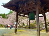 京都　SAKURA 桜めぐり❗️醍醐寺　伽藍の桜に感動❗️