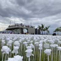 10k Roses!