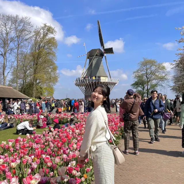 튤립의 나라 네덜란드 [keukenhof 퀘켄호프]🌷