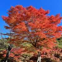 【長野】名前の通りの美しい紅葉
