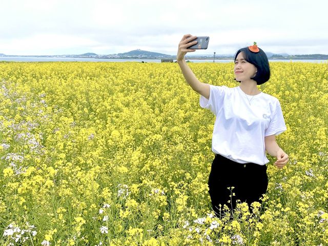 4월 제주 가파도 유채꽃밭에서!🌼