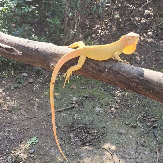 Indore zoo worth one day trip