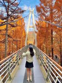 가을에 꼭 가야하는 장태산자연휴양림 🍁