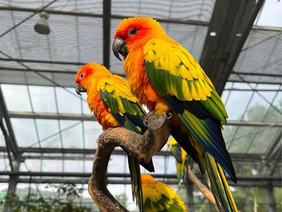 掛川花鳥園