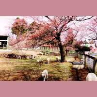 自1970年開既～群馬縣伊香保グリーン牧場