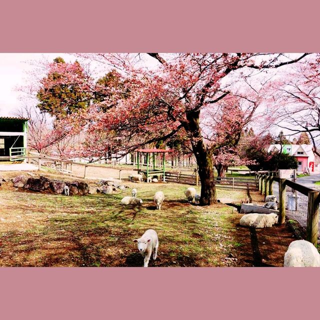 自1970年開既～群馬縣伊香保グリーン牧場