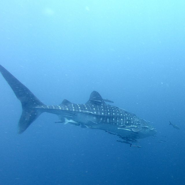 Whale shark in Koh Tao!