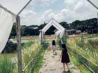 คาเฟ่ในสวน Pin Farm&Cafe @ขอนแก่น