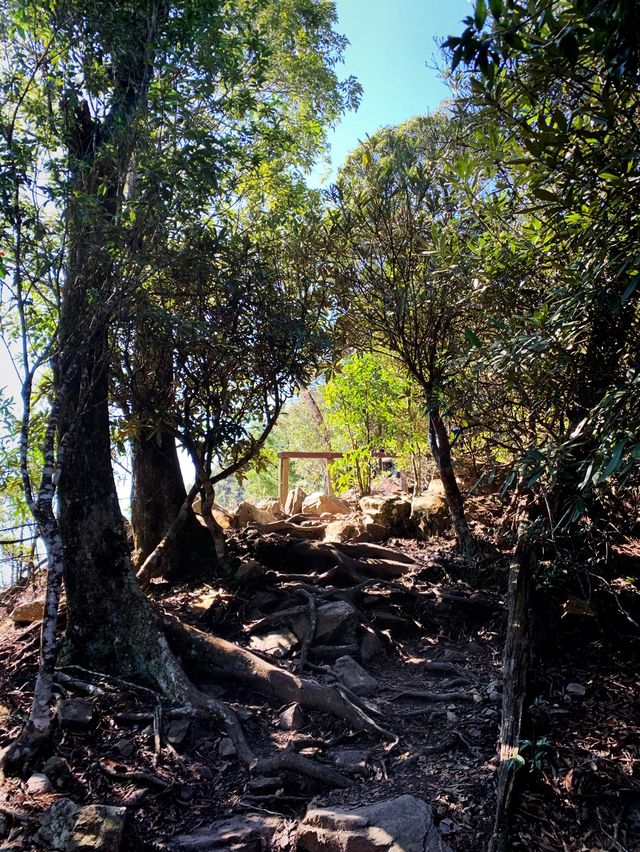 谷關七雄：白毛山，難度第六之我登頂了🏔
