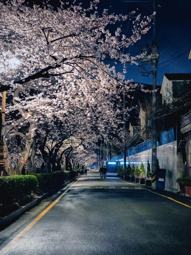 밤이 더 좋은 진해 벚꽃 구경!