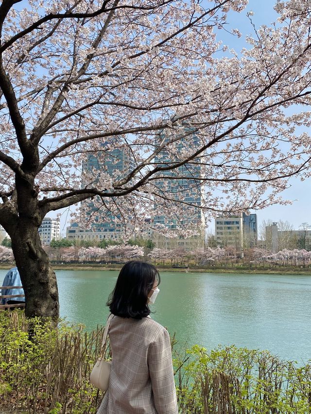 벚꽃맛집 그곳으로, [석촌호수]