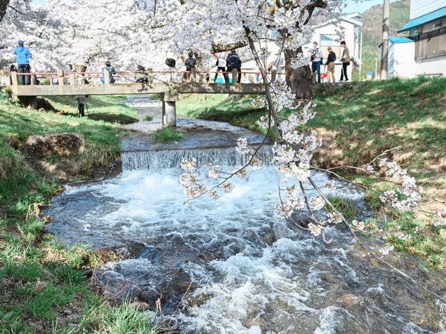 観音寺川の桜