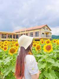 아직도 해바라기 못본 사람 없죠? 경주 해바라기 카페!