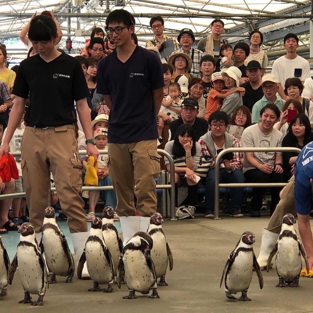 鳥羽水族館🐟🐬🐳企鵝🐧大暴走近距離接觸海洋生物