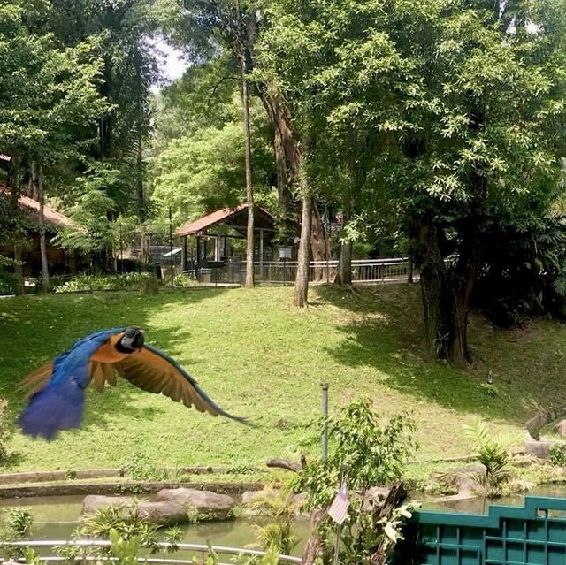Great time at Kl Bird park 