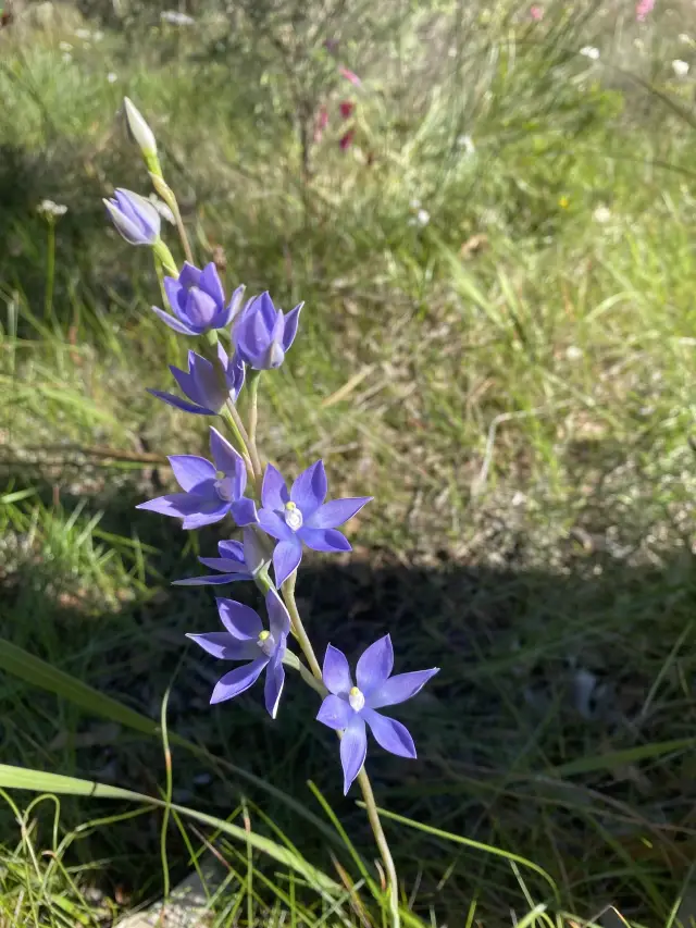 Wildflower Wonderland!