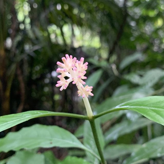 🤩 BEST City Trail @ Taman Tugu