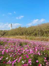  [하늘공원🌸] 가을꽃 만발 하늘공원