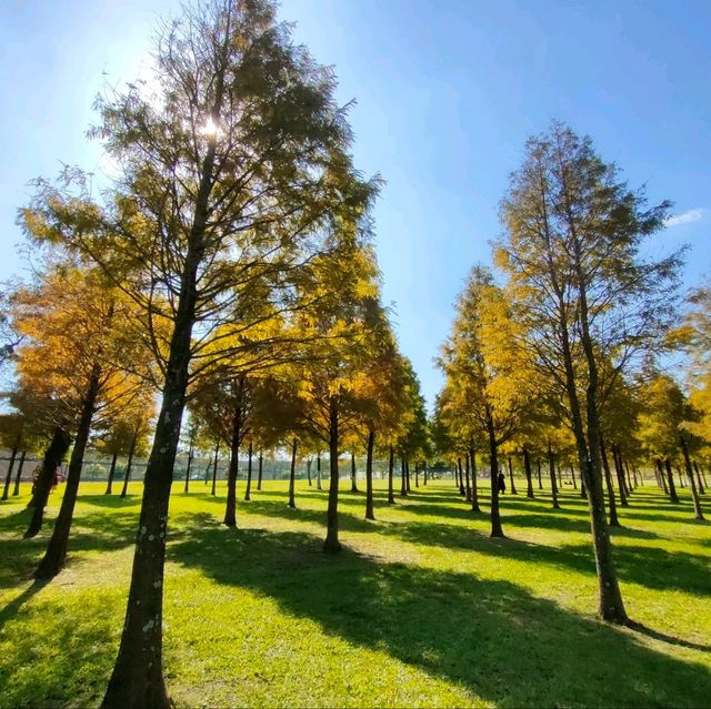大溪河濱公園-落羽松區