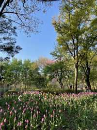 매년 봄이 기다려지는 서울숲 튤립🌷