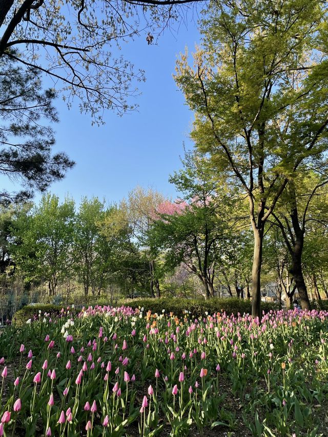 매년 봄이 기다려지는 서울숲 튤립🌷