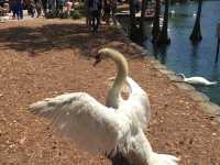 Walking and having fun at Lake Eola Park 