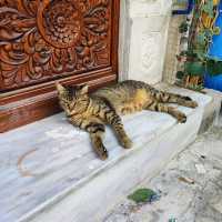 The Medina of Tunis, a UNESCO world heritage site