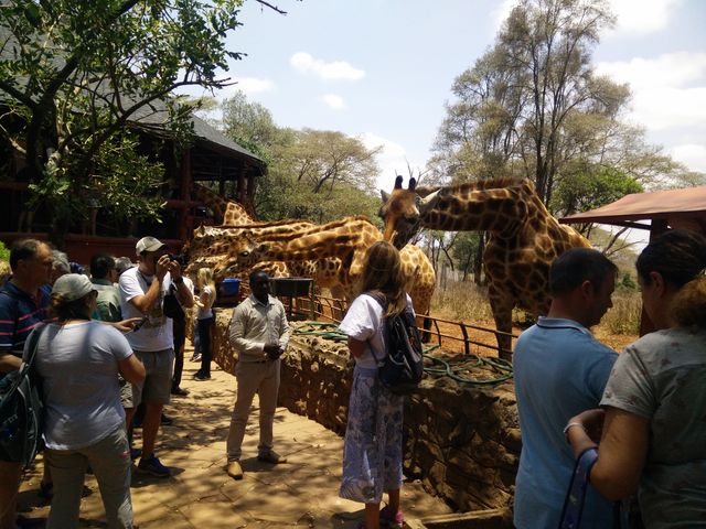 Nairobi Excursion ( Giraffe and Eland)