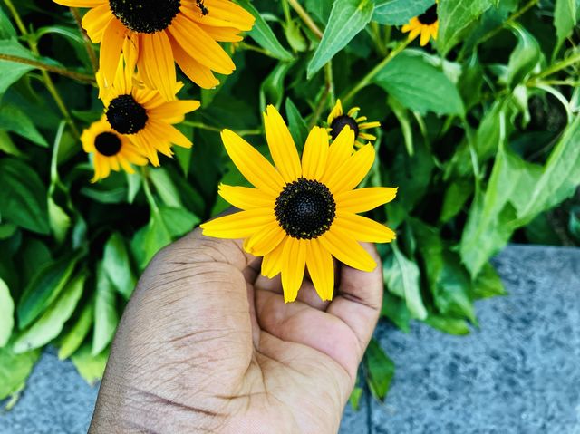 The beautiful flowers at Shilihetan, Huaxi 