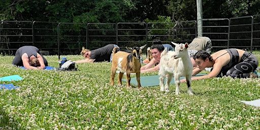 Goat Yoga Savannah | Southbound Brewing Company, East Lathrop Avenue, Savannah, GA, USA
