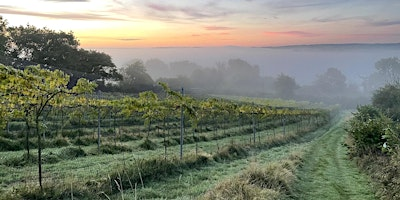 Limeburn Hill Vineyard Tour & Tasting | Limeburn Hill Vineyard