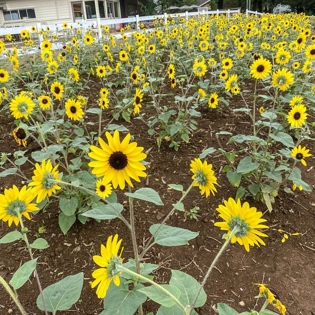 成田ゆめ牧場