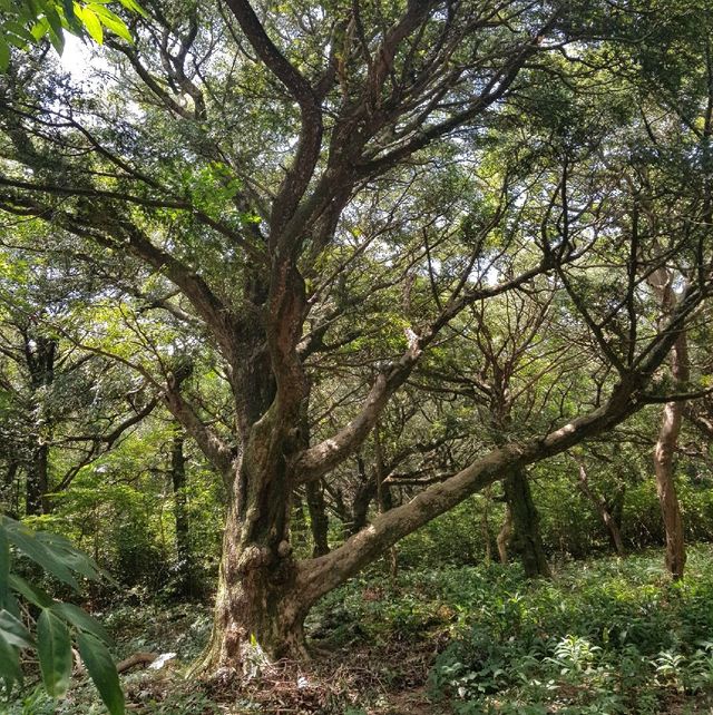 제주도 여행 - 비자림