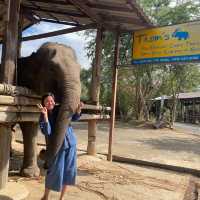 Thom’s Pai Elephant Camp
