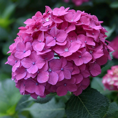 長居植物園の紫陽花見に行ってみた Trip Com 大阪の旅のブログ