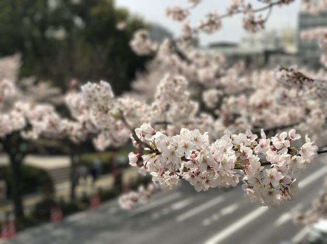 千代田區浪漫櫻花樹下
