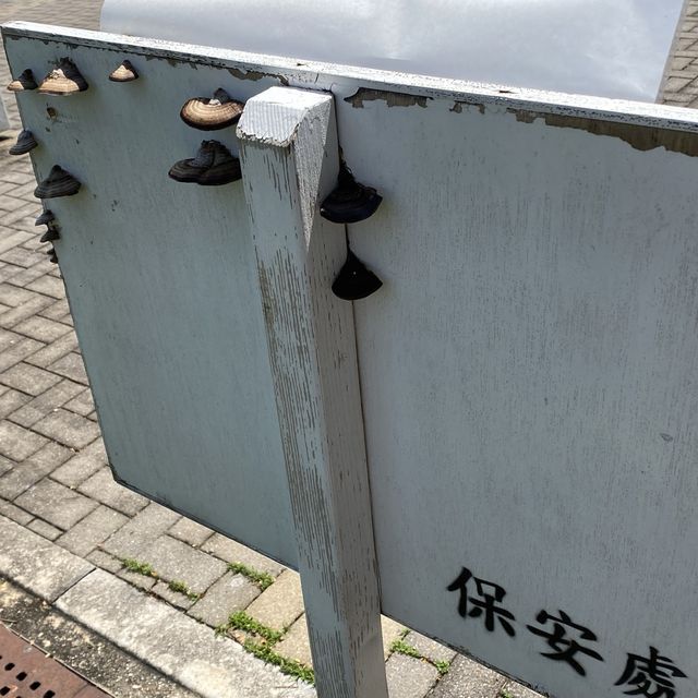 貧窮大學生每天遊中大