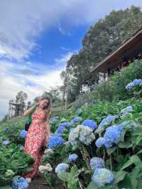 พาไปจิบกาแฟ ชมวิว ชมดอก กับคาเฟ่ชื่อดังบนม่อนแจ่ม⛰