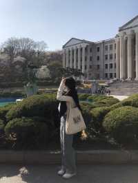 봄에 벚꽃 구경하기 좋은 경희대학교 서울캠퍼스 🏛️🌸💭