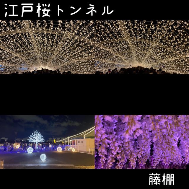 大井競馬場 東京メガイルミ【東京都/品川区】